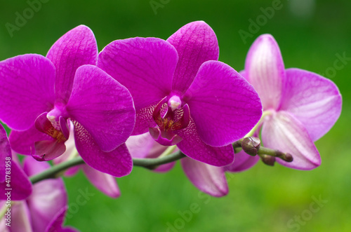 orchid