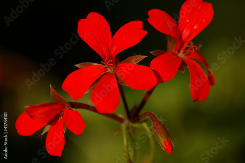 Geranium Cascading Red