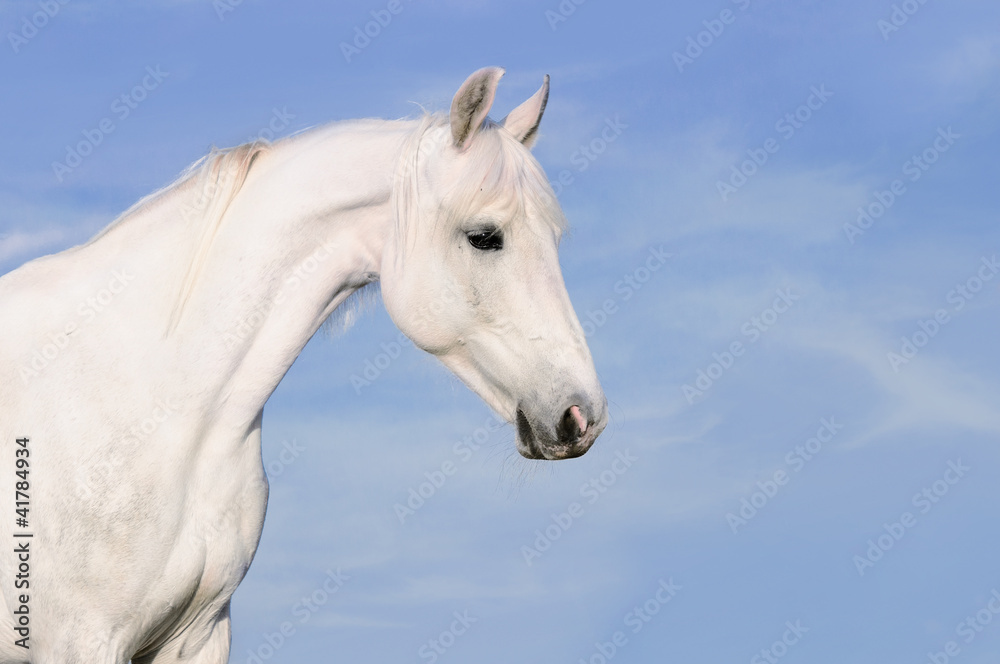 White horse portrait on tke sky background