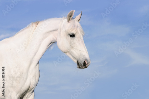 White horse portrait on tke sky background © Viktoria Makarova