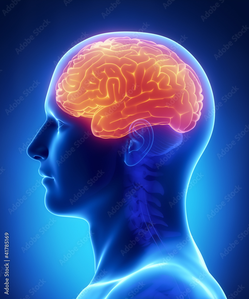 Brain CEREBRUM anatomy - cross section Brain CEREBRUM anatomy - cross section