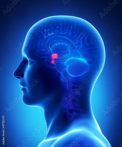 Brain anatomy  PITUITARY GLAND - cross section photo