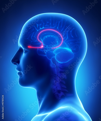 Brain anatomy OLFACTORY BULB - cross section