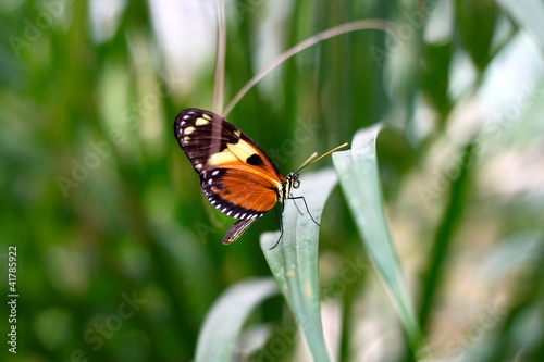 Red Admiral