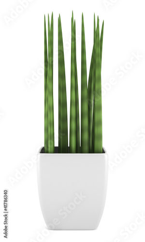 decorative houseplant in pot isolated on white background