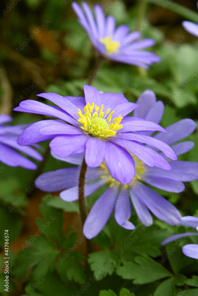 Obraz premium Anemone im Unterholz