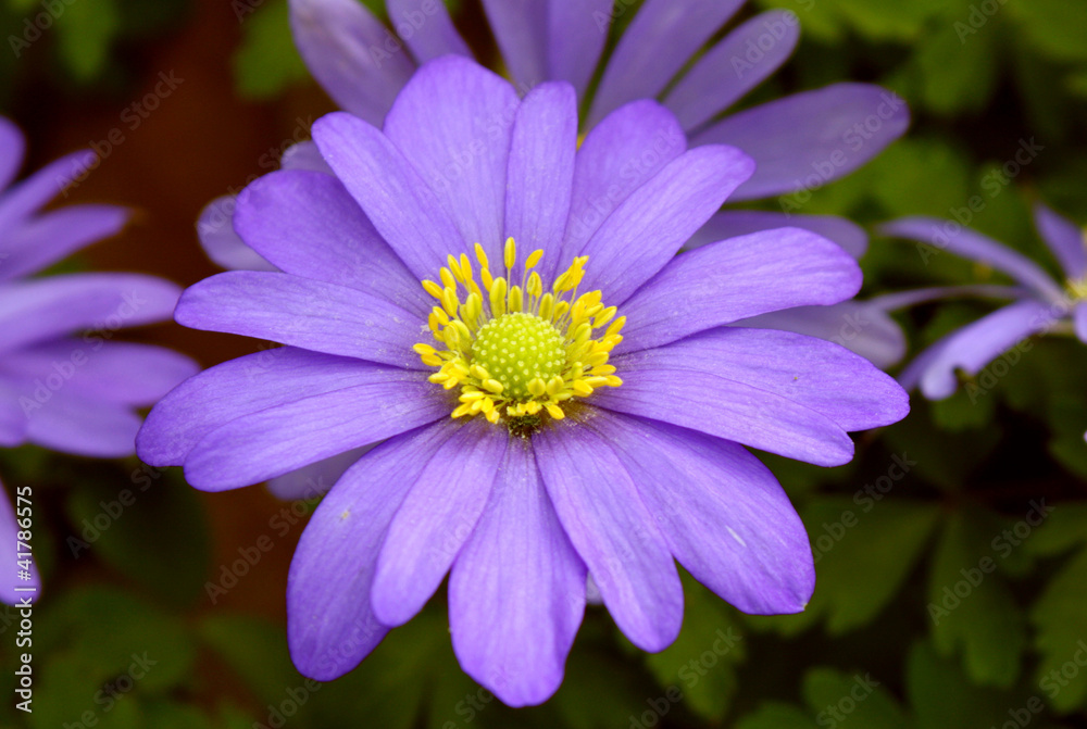 Obraz premium Leuchtende Anemone