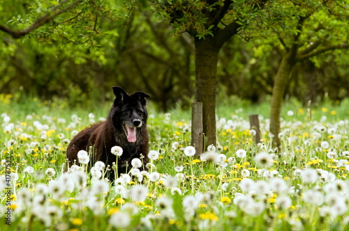 Tapety artystyczne Schäferhund auf einer Blumenwiese