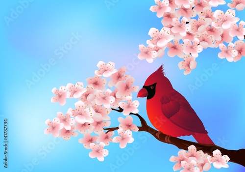 red bird sitting on cherry tree blossom