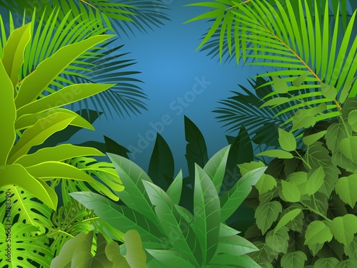 tropical forest background