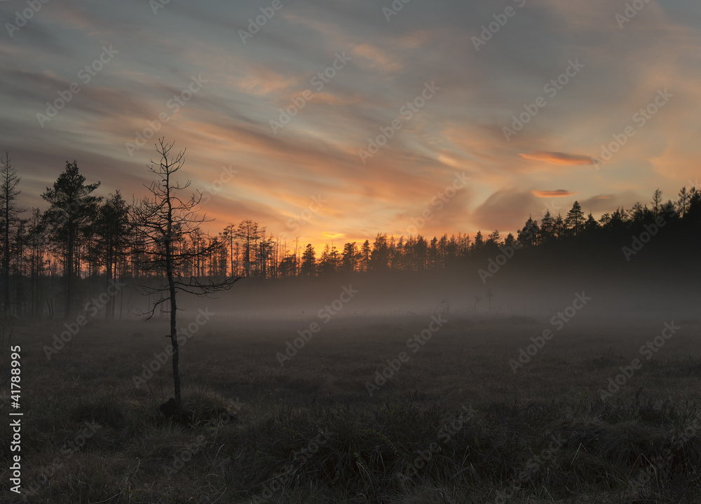 Fog over marsh, wide angle photo, southern of Sweden