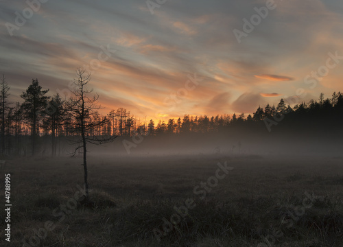 Fog over marsh, wide angle photo, southern of Sweden