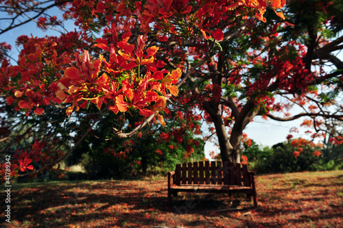 Red Orange Frangipani Temple Tree photo