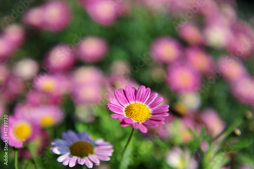 Daisy Flowers