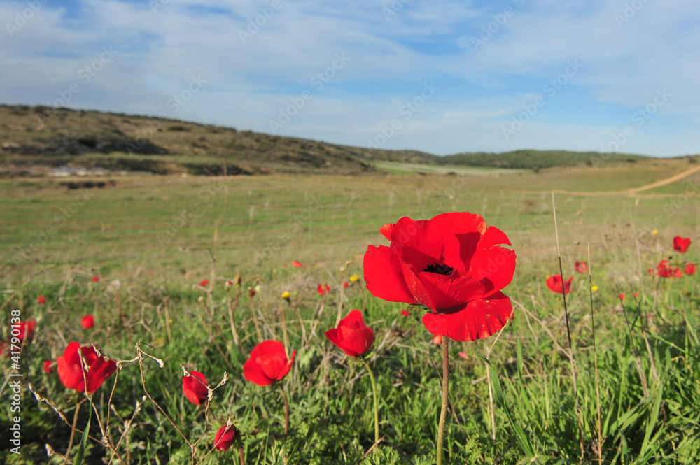 Naklejka premium Anemone flower blossom.