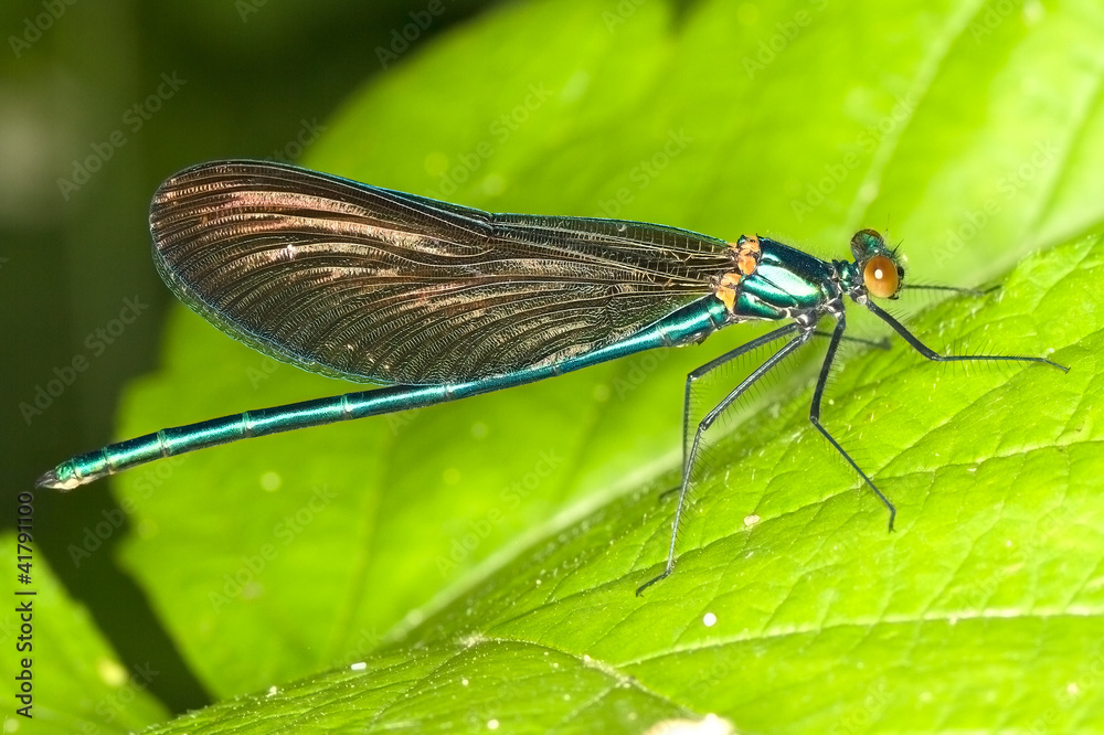 Calopteryx splendens / macro of Banded Demoiselle, male Calopteryx splendens / macro of Banded Demoiselle, male