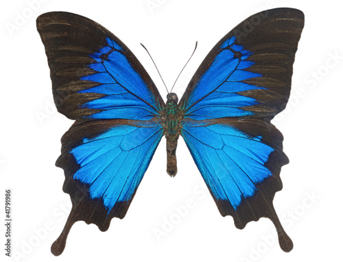 Blue Ulysses Butterfly