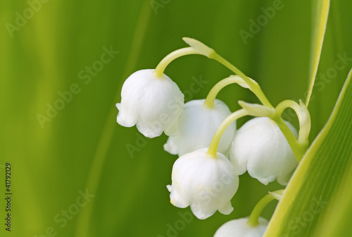 Fototapeta Naklejka Na Ścianę i Meble -  Lily of the valley
