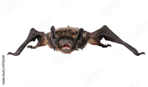 Animal little brown bat. Isolated on white.	