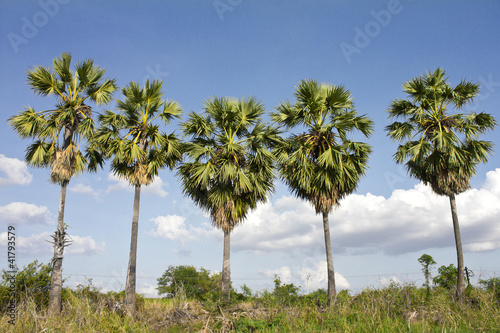 Five Sugar palm trees.