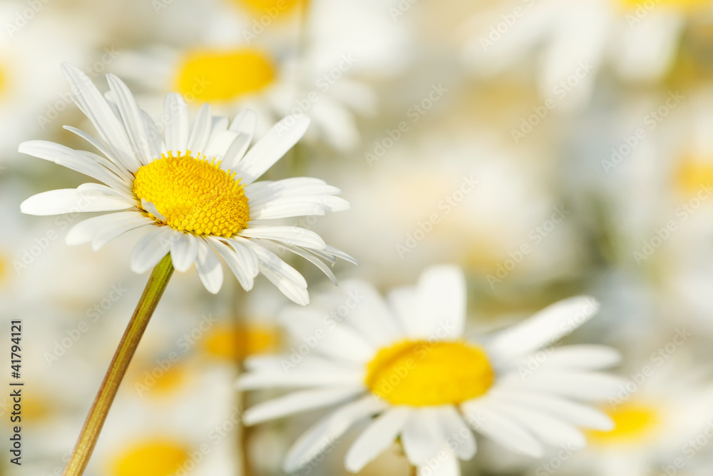 Fototapeta premium white marguerite flowers