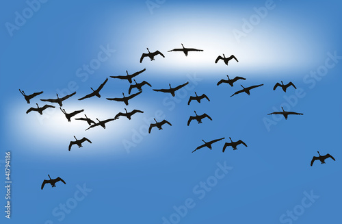 swans in blue sky illustration