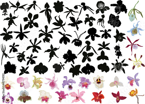 large set of black and color orchids isolated on white