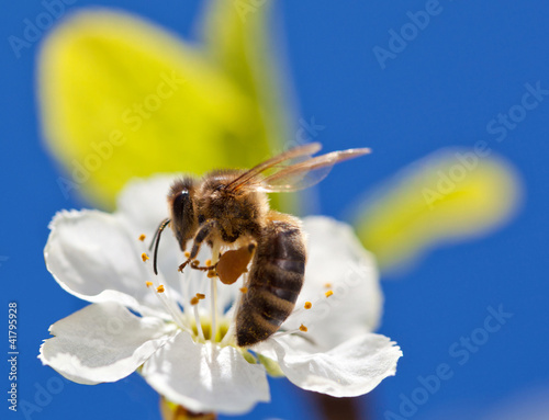 Bee on apple blossom, macro shot photo