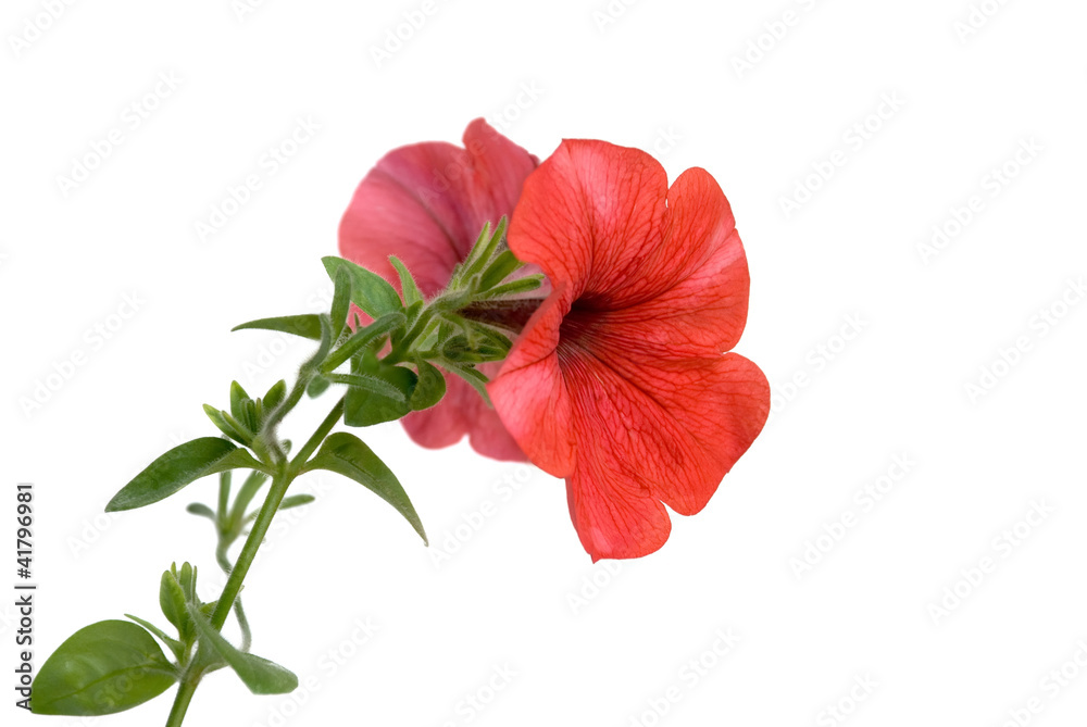 Fototapeta premium Petunie