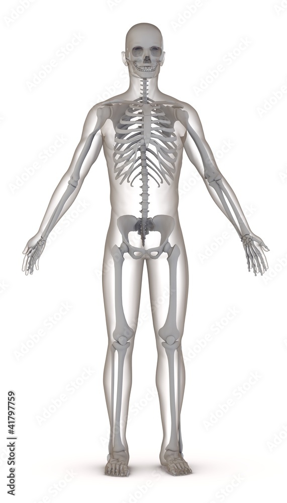 3d render of artificial character with skeleton