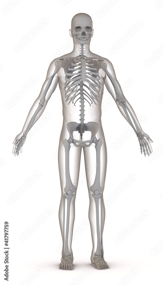3d render of artificial character with skeleton 3d render of artificial character with skeleton