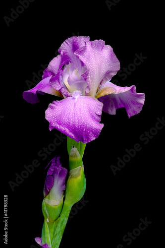 iris blooming on a black background