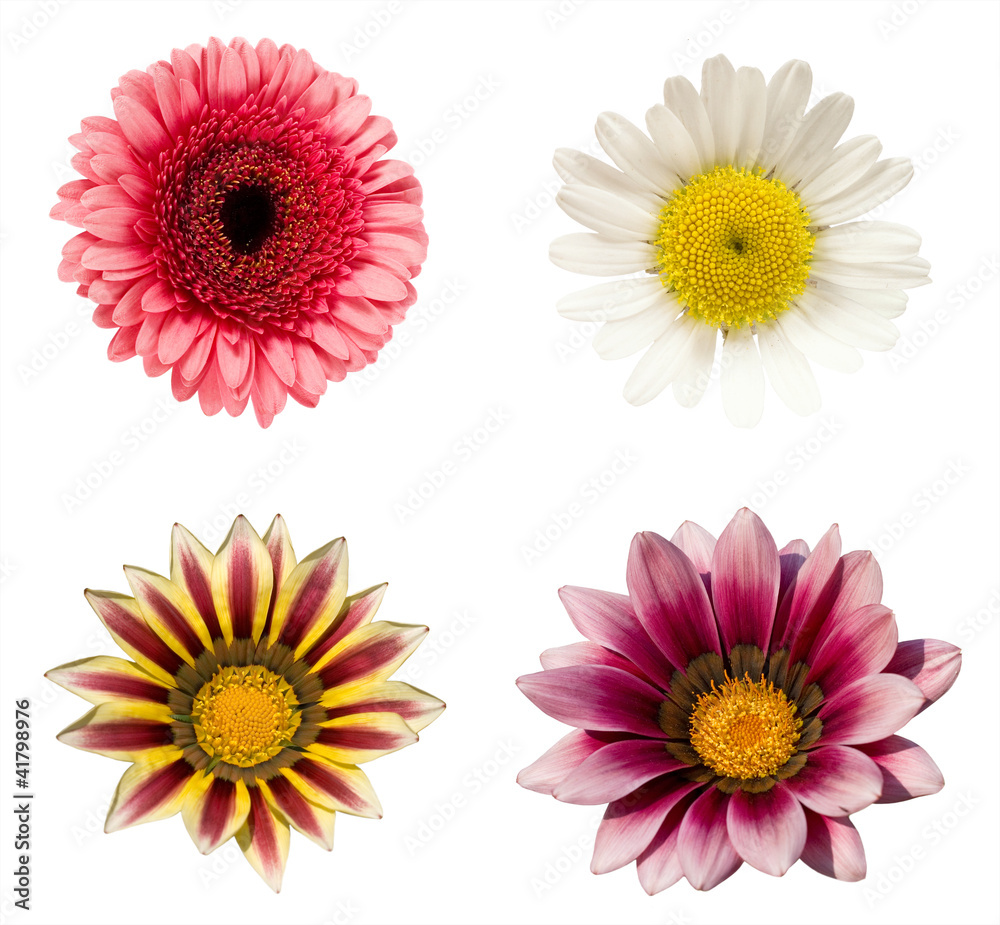 a collage of four flowers a collage of four flowers