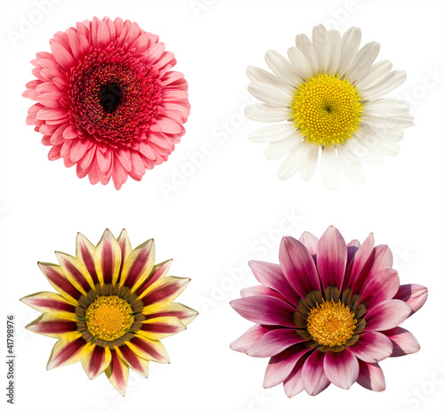 a collage of four flowers