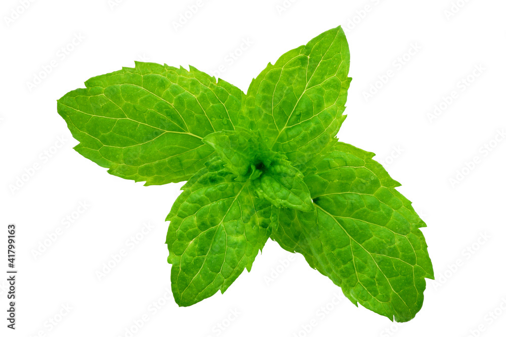 sheets of mentha rotundifolia sheets of mentha rotundifolia