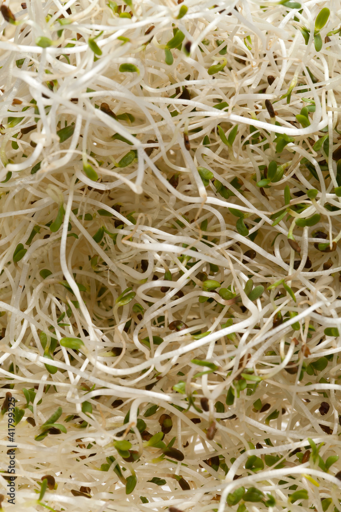 Fresh alfalfa sprouts on white background Fresh alfalfa sprouts on white background