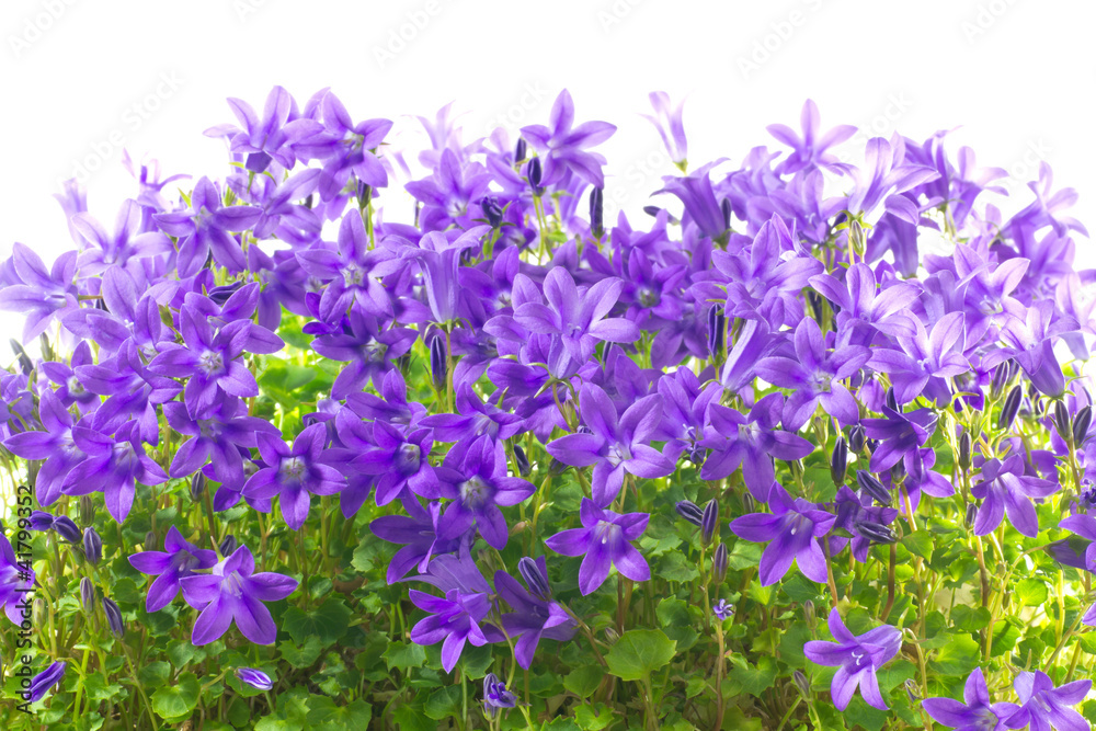 Obraz premium campanula