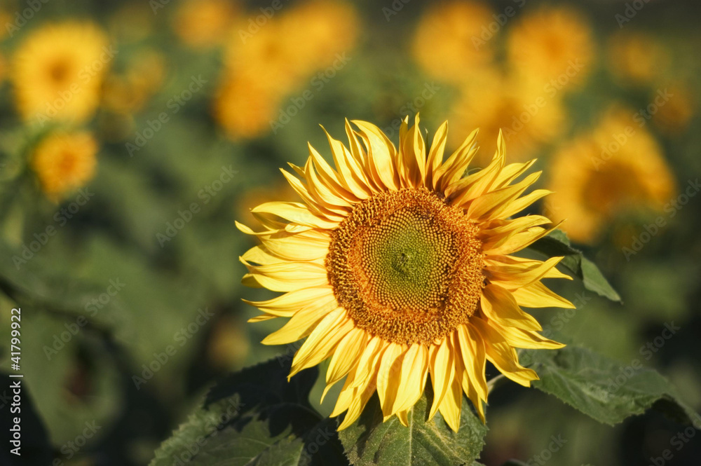Fototapeta premium Sunflowers