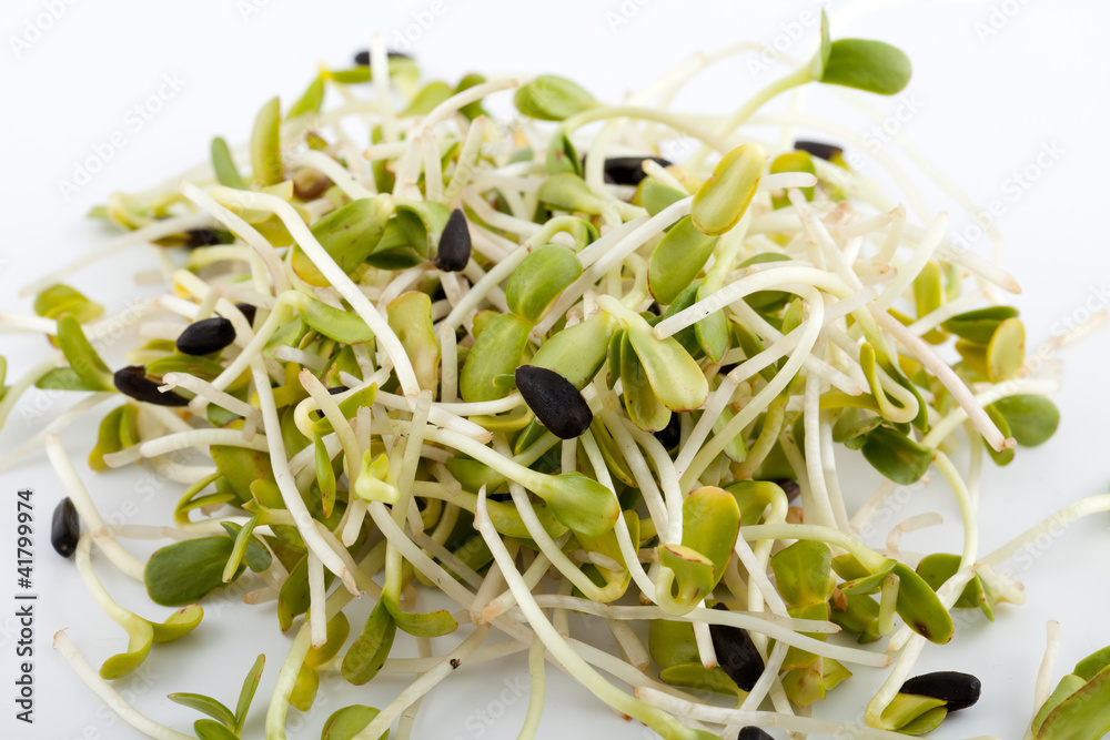 Fresh alfalfa sprouts isolated on white background Fresh alfalfa sprouts isolated on white background