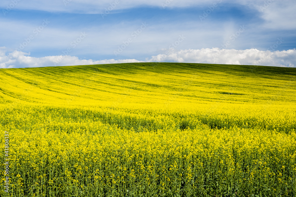 Horizon with yellow field Horizon with yellow field