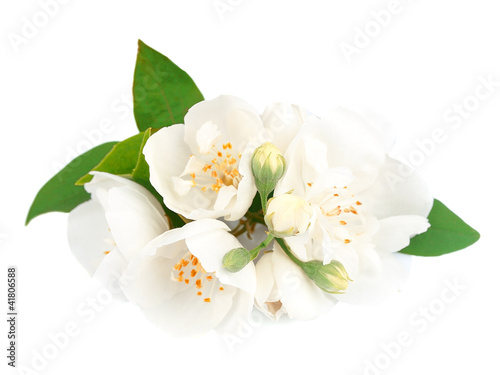 Foto Jasmine flowrs