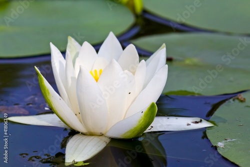 closeup white lily