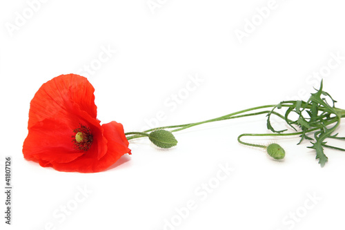 Fototapeta Naklejka Na Ścianę i Meble -  coquelicot