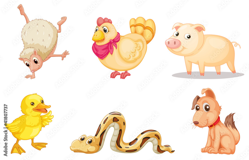 Fototapeta premium Group of animals
