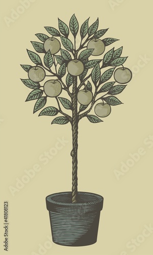 Apple tree woodcut
