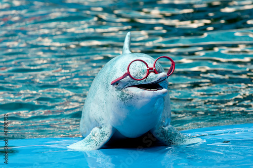 Dolphin show in the park