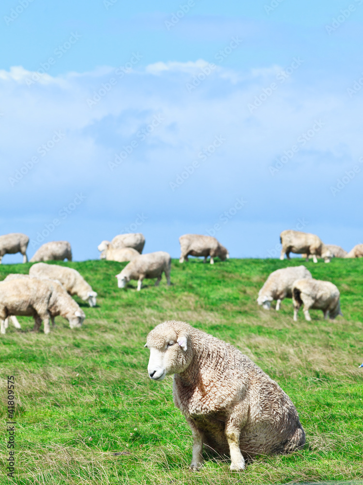 Fototapeta premium Sheeps