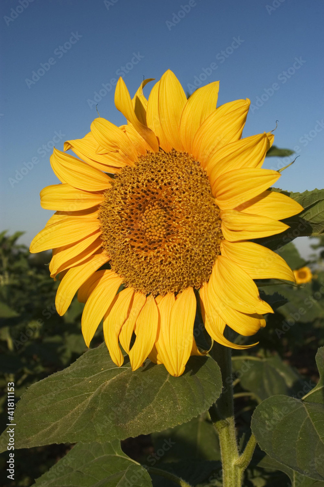 Sunflowers Sunflowers