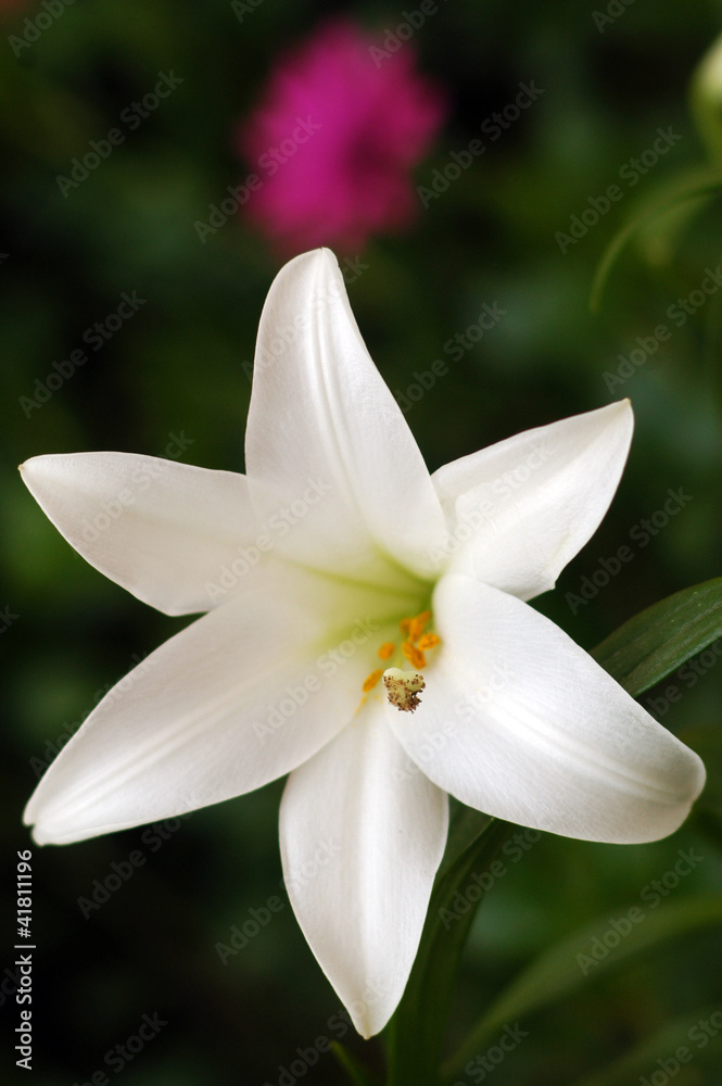 White Lilly White Lilly