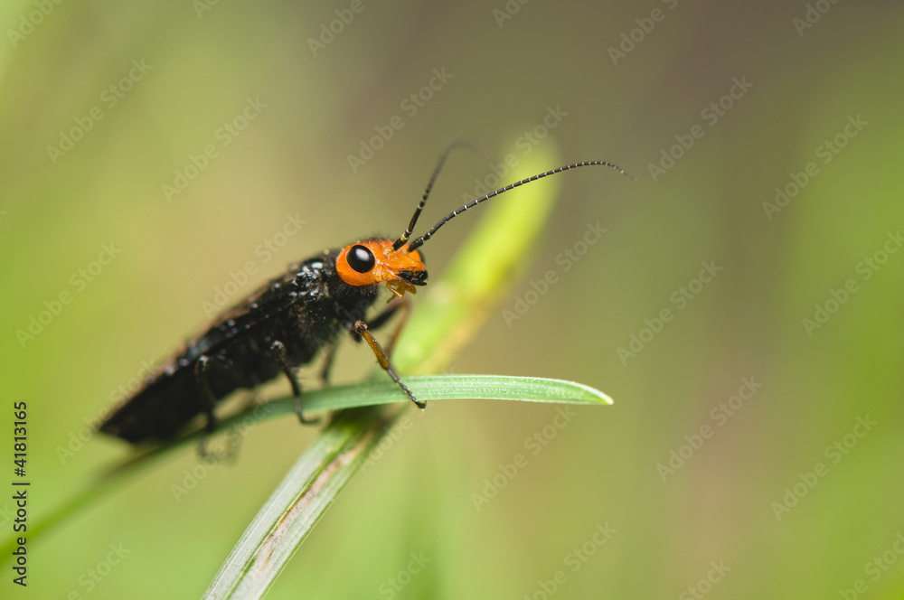 Acantholyda erythrocephala Acantholyda erythrocephala